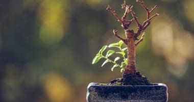 Dry bonsai tree trunk in a pot with fresh green sprigs over blurred natural background.